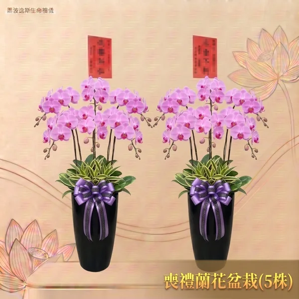 喪禮蘭花盆栽商品照片